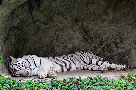 老虎和猫白老虎或白老虎睡觉背景