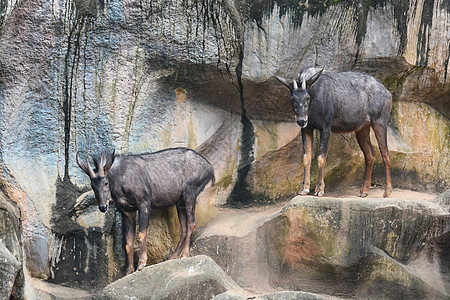 克里夫的中国塞罗热带岩石哺乳动物乐趣羚羊动物园男性生活山羊公园图片