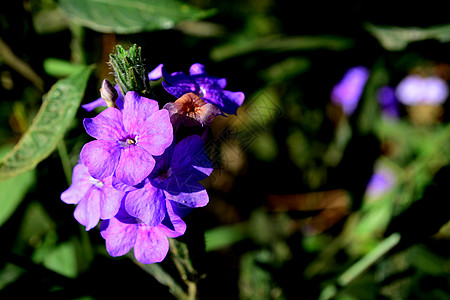 蓝伊拉尼西姆或埃拉尼希姆普尔切伦 通用名称 蓝圣人 死亡卡马斯叶子园艺照片紫色四角形植物群爵床植物墙纸眼睛图片