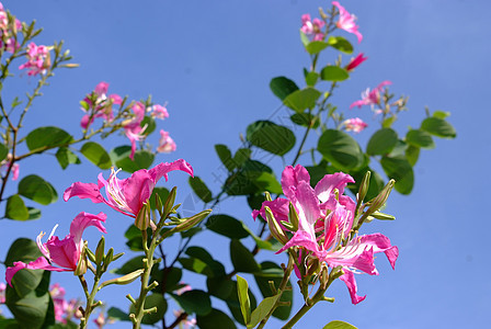 紫兰花树 香港兰花树 紫波欣尼亚图片