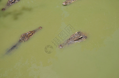 鳄鱼漂浮在水中眼睛两栖濒危侵略荒野猎人池塘蜥蜴爬虫动物园图片