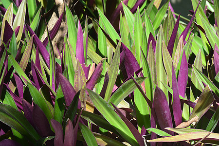 木板或摇篮中的摩西Moses热带生长墙纸观赏紫色树叶鸡翅微生物百合紫叶图片