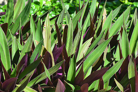 木板或摇篮中的摩西Moses植物紫色墙纸灌木热带观赏生长叶子紫叶百合图片