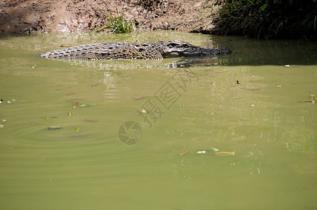 鳄鱼漂浮在水中动物群捕食者沼泽荒野爬虫农场动物动物园危险食肉图片
