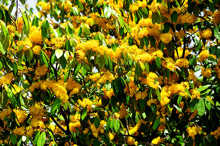 黄星花或Claib Roekm季节花朵游隼植物群植物学黄色植物花园香气星星图片