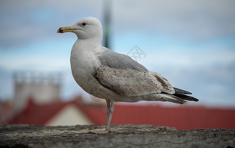城市鸟鸟环境航班海岸荒野动物野生动物海滩羽毛灰色翅膀图片