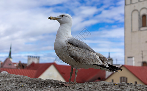 城市鸟鸟白色动物荒野海鸟自然海洋野生动物蓝色航班羽毛图片