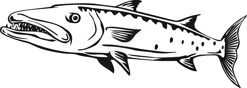 Barracuda或游泳边视线黑白图片