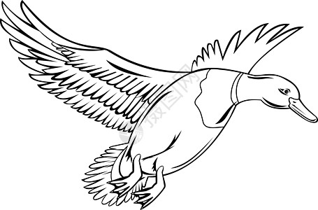 雄鸟或德雷克·马拉德 是达布鸭飞起来的黑白风格图片