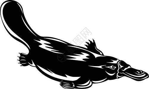 阿纳蒂纳斯·游泳 黑白的鸭子比目鱼奥尼特霍尔海峡图片