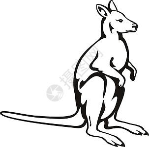 Wallaby或Kangaroo侧边视图图片