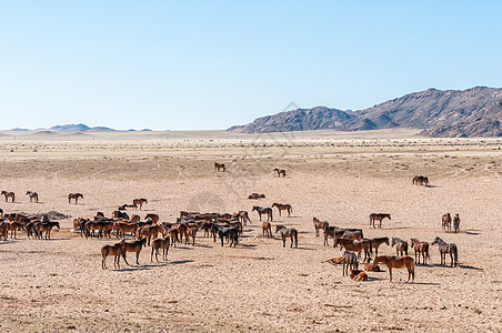 沙漠背景加鲁布的Namib野马乡村农村动物景观鲁布阳光晴天风景背景