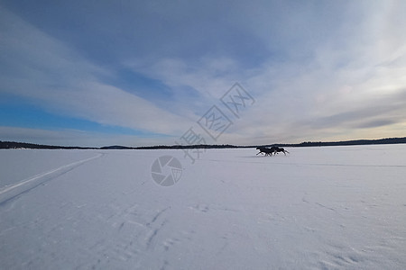 驼鹿在冰冷的湖上奔跑 冬天和冰雪在湖边野生动物荒野跑步麋鹿摩托海岸树木季节草原阳光图片