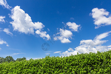 与天空对立衬套白色绿色修剪花园边界场地植物叶子树篱图片