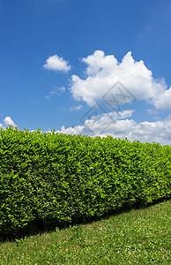 绿色对冲衬套白色栅栏园艺美丽叶子植物天空花园灌木图片