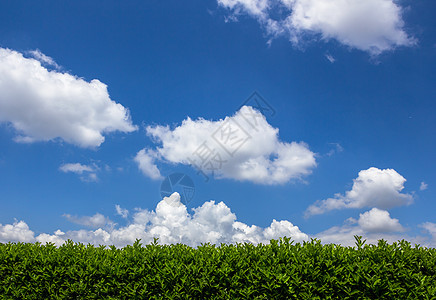 与天空对立园艺园丁绿色树木植物工人绿化植物群树篱花园图片