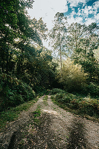 在森林中间的明亮道路 林林丛中有很多树叶子远足公园季节木头太阳途径树叶人行道树木图片