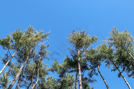 地中海树木松树蓝色叶子植物环境松林天空公园农村树干图片