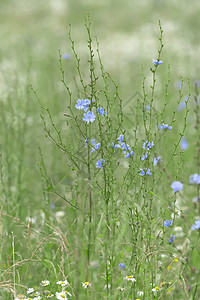 5 - 草原上一个苗状蓝花花椰子植物的垂直图像图片
