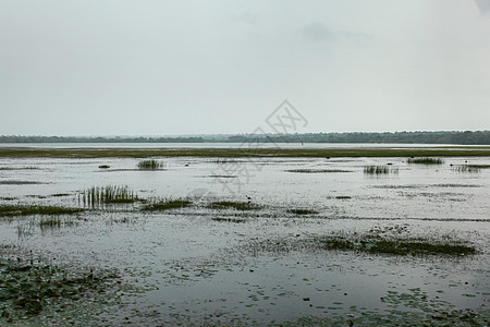 沼泽和湖水在被覆盖的一天 斯里兰卡亚拉图片