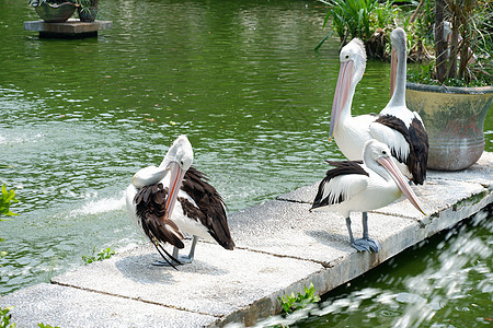 在湖中游泳动物殖民地动物群海岸钓鱼羽毛荒野水禽翅膀海洋图片