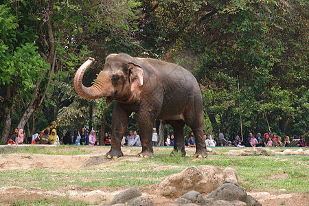 动物园里的一头大象国家荒野皮肤象牙动物群耳朵野生动物树干食草獠牙图片