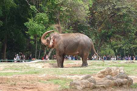 动物园里的一头大象耳朵皮肤獠牙鼻子树干野生动物荒野食草森林哺乳动物图片