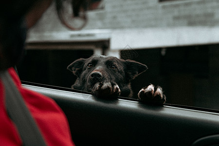 好奇的黑狗在车里求人注意图片