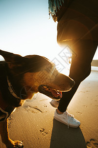 在阳光明媚的一天 棕褐色和黑黑狗在海滩散步图片