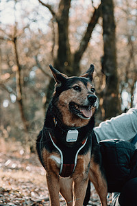 带着绳子在森林里微笑的狗狗图片