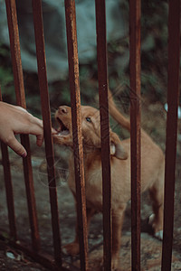 棕色可爱小狗想咬一只手图片