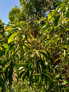 又称mulga 真正的 具有自然背景气候蓝色木瓜亚科季节热带中心天空神经元植物图片