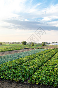 绿色马铃薯灌木种植园景观 在农场种植食物 农业工业和农业综合企业 美妙的欧洲夏季乡村景观 鸟瞰美丽的乡村农田图片