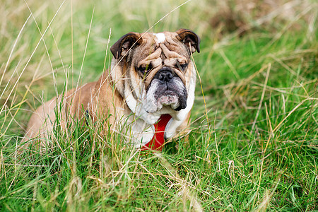 红英语英国牛犬狗 用舌头外出散步 坐在草地上观望动物哺乳动物宠物朋友白色棕色公园犬类小狗绿色图片