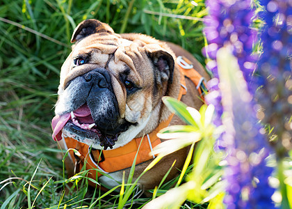 穿着橙色围巾的红色英国斗牛犬在乡下散步时拍摄一幅肖像图片