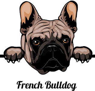 法国斗牛犬 - 彩色涂面狗 - 种头脸白被孤立图片