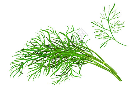 Dill 孤立在白色背景上草本植物植物小枝杂草插图标识绿色植物调味品花束标签图片