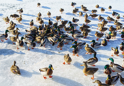城市动物水禽荒野蓝色季节野生动物羽毛池塘海滩鸭子家庭图片