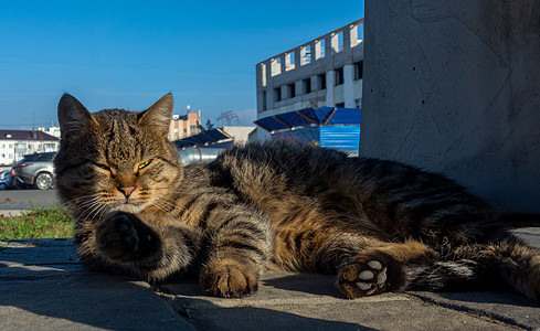 城市动物猫咪哺乳动物胡须荒野晴天小猫鼻子橙子爪子虎斑图片