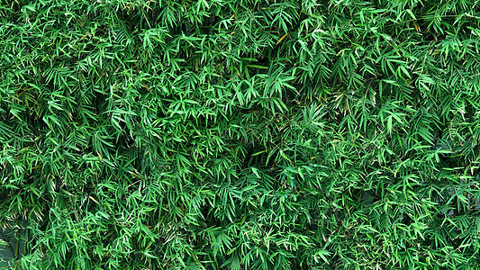 背景竹树绿色鲜叶植物热带树木叶子生长丛林环境植物科森林野竹图片