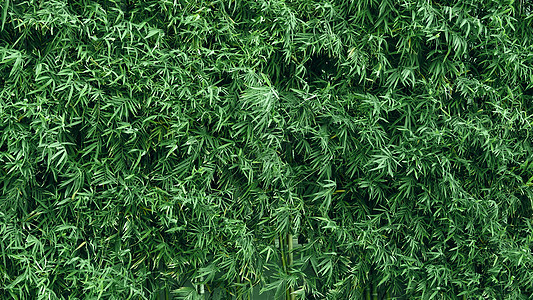 背景竹树绿色鲜叶文化木头植物科叶子环境树木植物生长森林热带图片