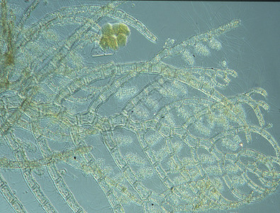 海海水红藻 附带影响叶状体细胞组织海水光合作用藻类盐水水生植物后果胸膜图片
