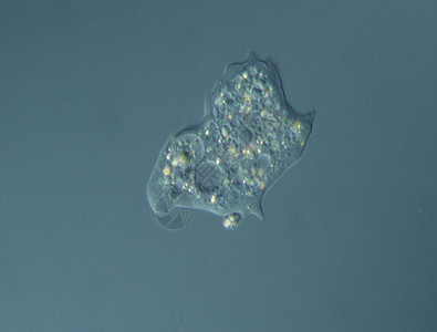 显微镜下水滴中的硅和亚米巴斯伪足池塘宏观变形虫水池游泳液泡动物纤毛虫卵石图片