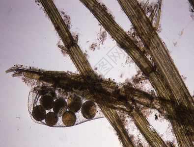 海海水红藻 附带影响海水藻类叶状体宏观盐水水生植物光合作用组织后果细胞图片