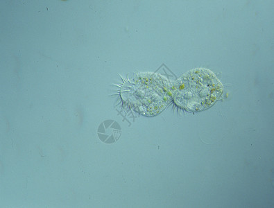在显微镜下放大的水滴中的硅化物 100x液泡生物宏观水池浮游纤毛虫池塘游泳图片
