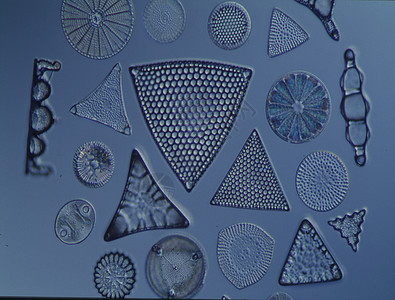 100x 显微镜下的海洋对流器黑色宏观海藻生物浮游植物藻类穷人圆形绿色图片
