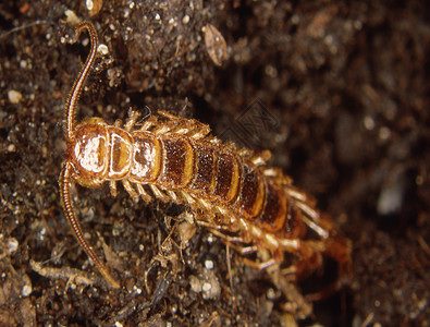Diplopod爬行在森林地板上倍体爬虫触角分解者昆虫动物益虫棕色骨骼图片