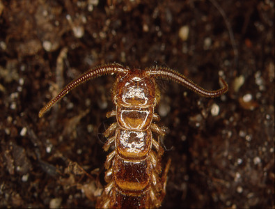 Diplopod爬行在森林地板上倍体动物骨骼分解者昆虫益虫触角棕色爬虫图片