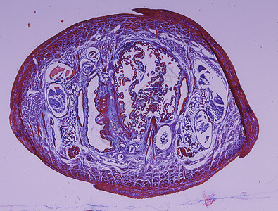 通过带有肌肉和水蛭的水蛭的组织学横截面图片