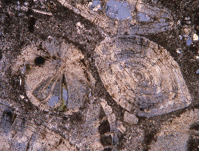 显微镜下有化石的岩石薄片宏观石头微生物贝壳科学石灰石图片